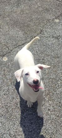 Lerri sucht seine Menschen