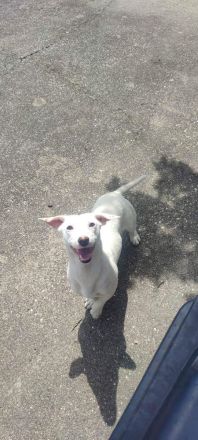 Lerri sucht seine Menschen