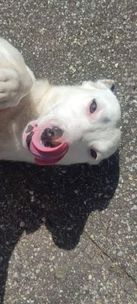 Lerri sucht seine Menschen