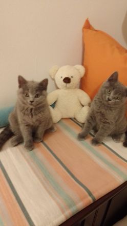 BKH Kitten umzugsbereit