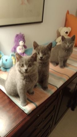 BKH Kitten umzugsbereit