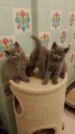 BKH Kitten umzugsbereit