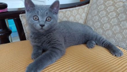 BKH Kitten umzugsbereit