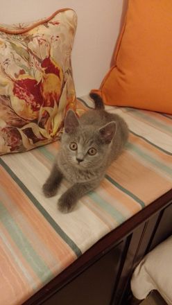 BKH Kitten umzugsbereit