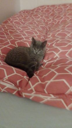 BKH Kitten umzugsbereit