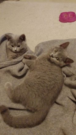 BKH Kitten umzugsbereit