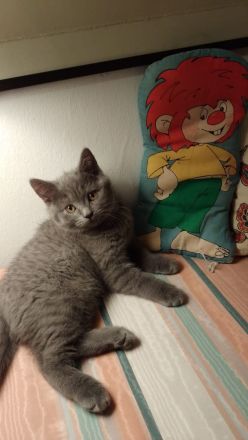 BKH Kitten umzugsbereit