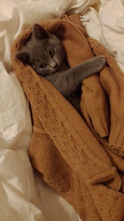 BKH Kitten umzugsbereit