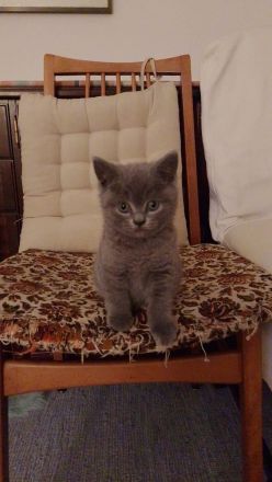 BKH Kitten umzugsbereit