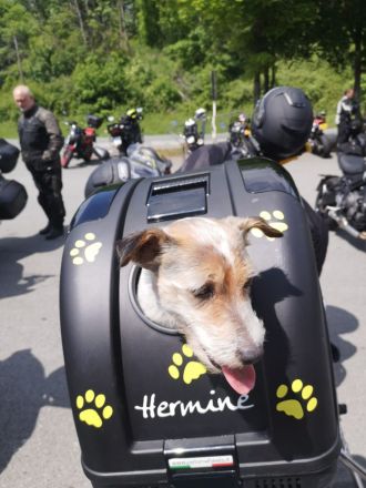 Wunderschöne Parpoowelpen