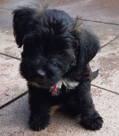 Wunderschöne Parpoowelpen