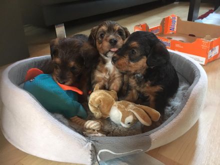 Wunderschöne Parpoowelpen