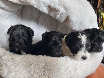 Wunderschöne Parpoowelpen