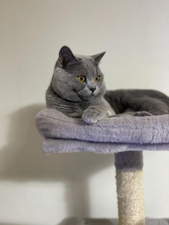 Reinrassiger BKH Blue, Erfahrener Deckkater mit Blutgruppe B