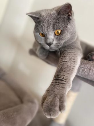 Reinrassiger BKH Blue, Erfahrener Deckkater mit Blutgruppe B