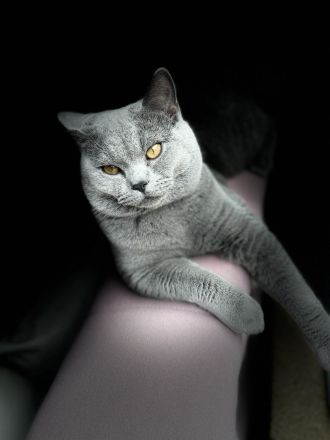 Reinrassiger BKH Blue, Erfahrener Deckkater mit Blutgruppe B