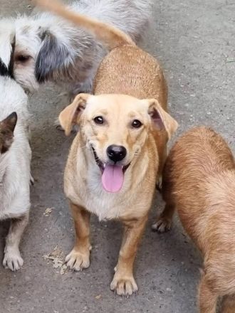 Mischlingsdame Nella