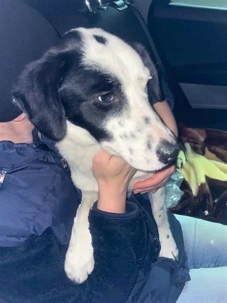 Mischlingsdame Tally