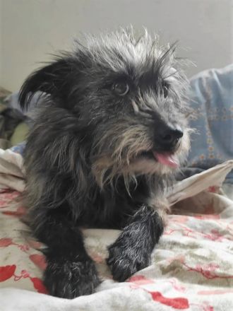 Mischlingsdame Negruta