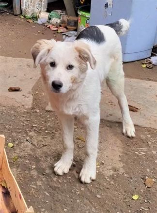 Mischlingsrüde Jimmy