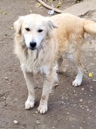 Mischlingsdame Diana