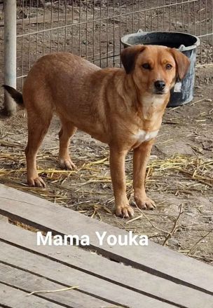 Mischlingsdame Youka