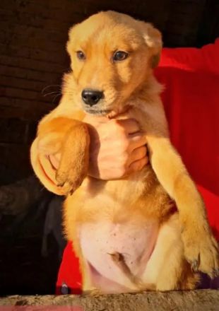 Mischlingsrüde Yugo