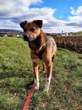 Mischlingsrüde Jumbo