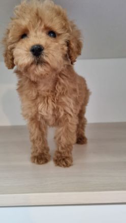 Zwergpudel Rüde