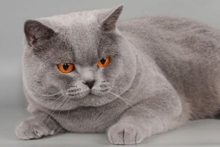 Deckkater in blau / Champion Britisch Kurzhaar / BKH , Blutgruppe B.