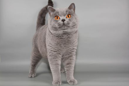 Deckkater in blau / Champion Britisch Kurzhaar / BKH , Blutgruppe B.