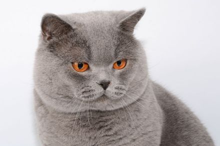 Deckkater in blau / Champion Britisch Kurzhaar / BKH , Blutgruppe B.