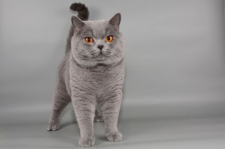 Deckkater in blau / Champion Britisch Kurzhaar / BKH , Blutgruppe B.