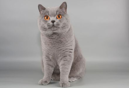 Deckkater in blau / Champion Britisch Kurzhaar / BKH , Blutgruppe B.