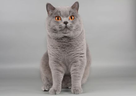 Deckkater in blau / Champion Britisch Kurzhaar / BKH , Blutgruppe B.