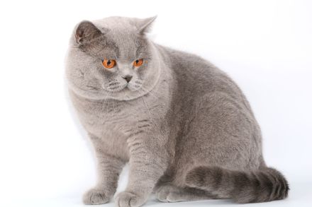 Deckkater in blau / Champion Britisch Kurzhaar / BKH , Blutgruppe B.