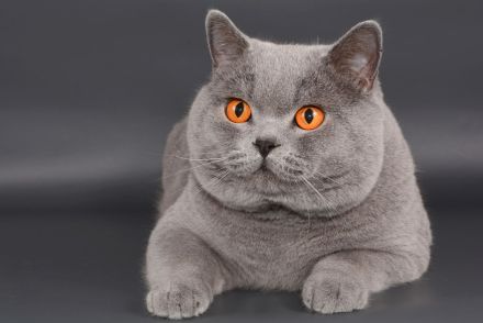 Deckkater in blau / Champion Britisch Kurzhaar / BKH , Blutgruppe B.