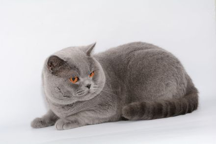 Deckkater in blau / Champion Britisch Kurzhaar / BKH , Blutgruppe B.