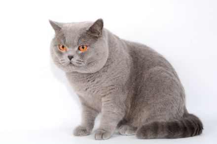 Deckkater in blau / Champion Britisch Kurzhaar / BKH , Blutgruppe B.