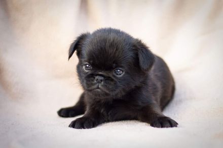 Belgische Zwerggriffon Brabanter