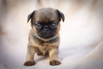 Belgische Zwerggriffon Brabanter