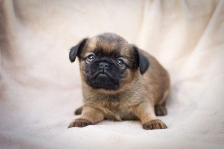 Belgische Zwerggriffon Brabanter