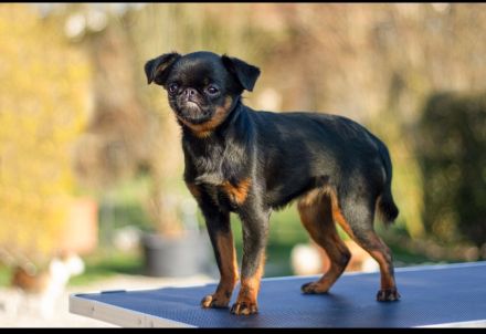 Belgische Zwerggriffon Brabanter