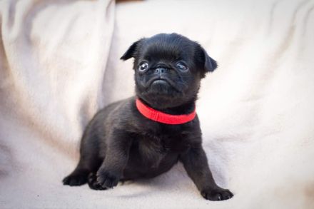 Belgische Zwerggriffon Brabanter