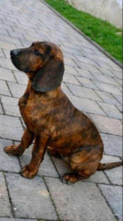 Hannoversche Schweißhunde