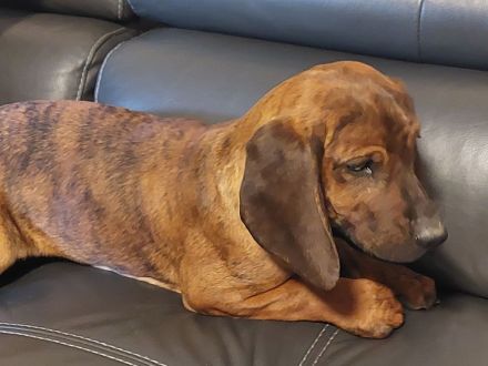 Hannoversche Schweißhunde