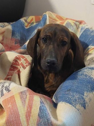 Hannoversche Schweißhunde