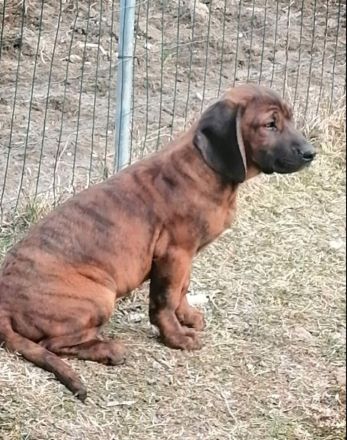 Hannoversche Schweißhunde