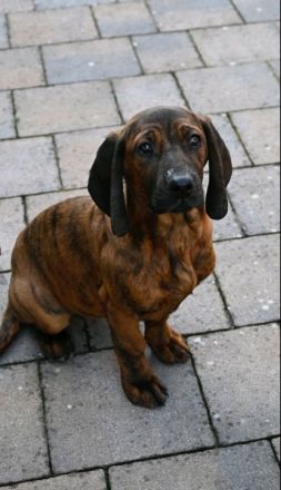 Hannoversche Schweißhunde