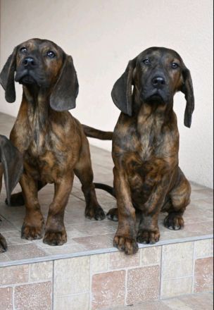 Hannoversche Schweißhunde